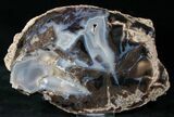 Blue Forest Petrified Wood Slice - x #12640-1